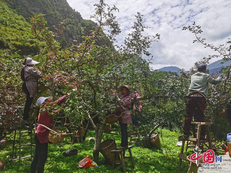 松潘縣：又到花椒豐收季 椒農(nóng)地里采摘忙