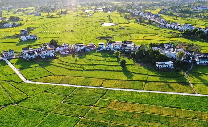 微风轻拂 稻穗摇曳 初秋田园风景如画