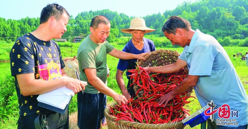 西充縣建成“二荊條”辣椒産業基地5.6萬畝 年産值近3億元