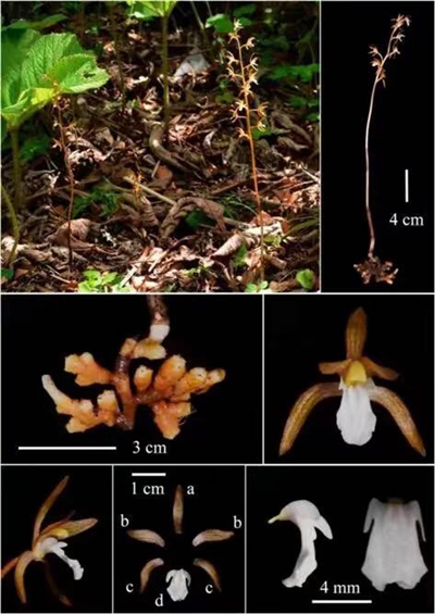 又多一種“中國”植物 四川發現蘭科植物新物種：中華珊瑚蘭