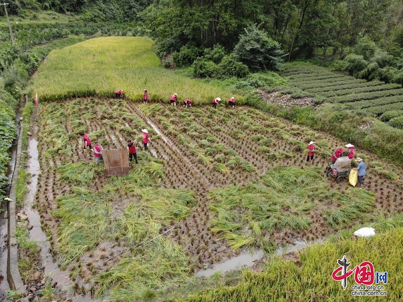 助农抢收稻谷 青神稻浪中的一抹“红”