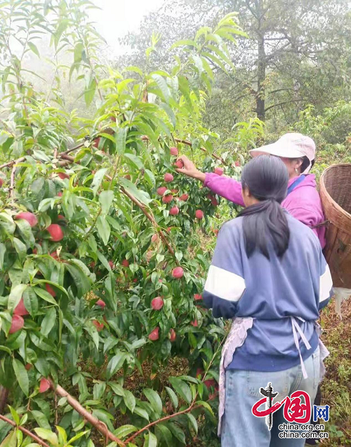 康定捧塔鄉(xiāng)：深山晚白桃鋪就群眾“致富路”