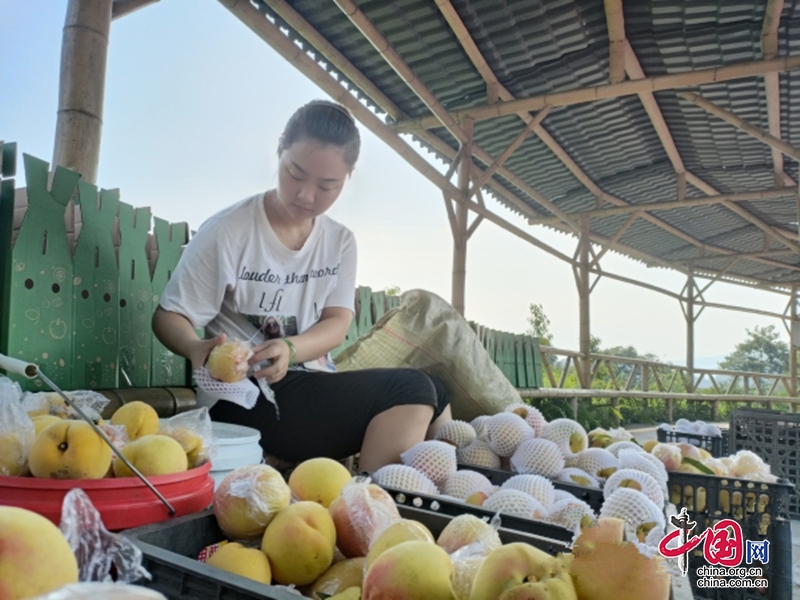 栽好致富樹，結出振興果！