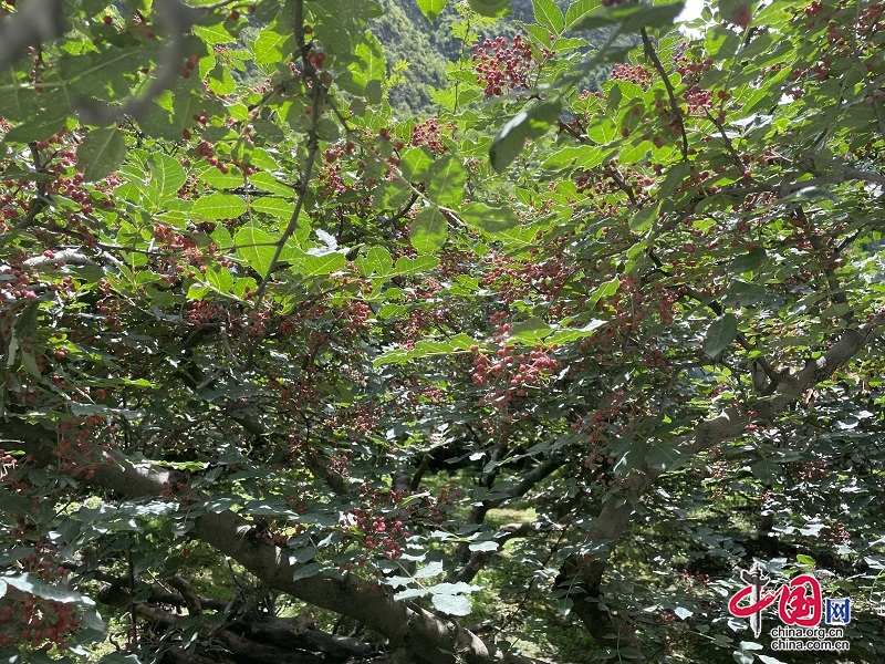 機器換人、消費協(xié)作...桐松兩地攜手做優(yōu)做強花椒產(chǎn)業(yè)