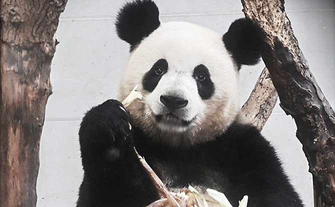 熊猫界的“杀马特” 丸子头帅到飞！