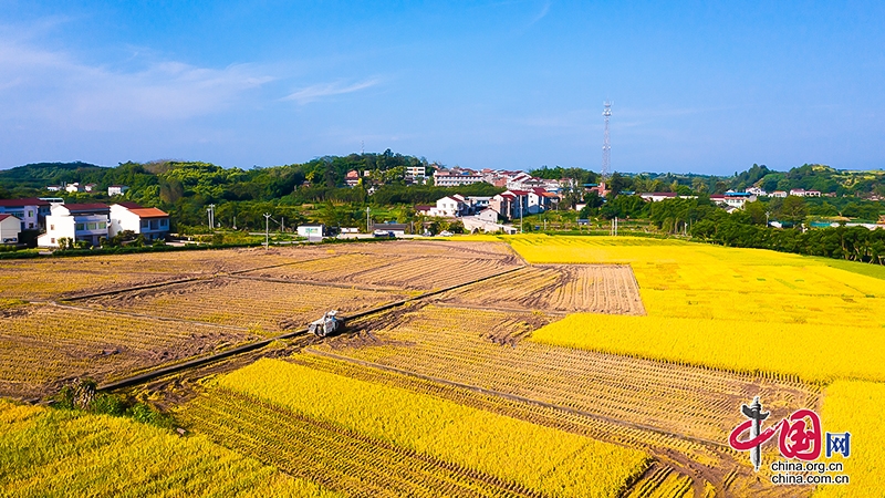 築牢糧食安全屏障 自貢市農科院水稻科研團隊碩果纍纍