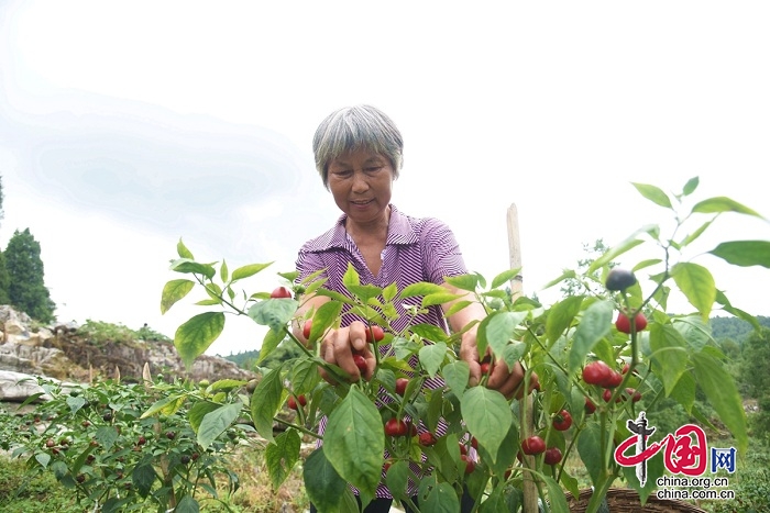 酉阳“订单辣椒”助力乡村振兴