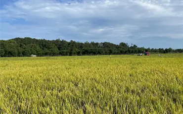 四川青神：稻穗金黄成熟时 晴好天气忙抢收