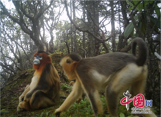 “美猴王” 現(xiàn)身大熊貓國家公園 成都彭州片區(qū)發(fā)現(xiàn)50只金絲猴