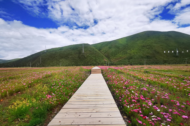 色达县探索牧旅融合 “鲜花经济”助推美丽乡村建设