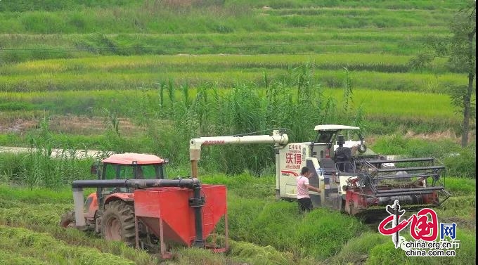 邻水县太和镇刘家庵村400余亩集体经济水稻喜迎丰收