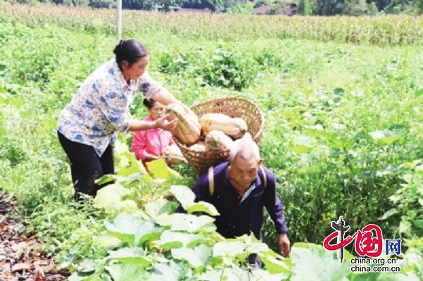 重庆彭水：南瓜变“致富”瓜 平安镇走出产业致富新路子 