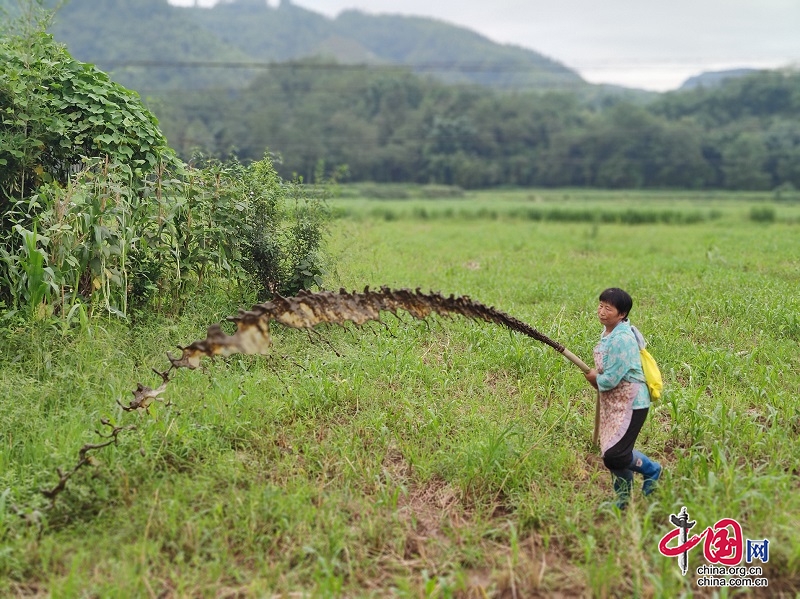 眉山洪雅：深入推进粪污综合利用 实现生态效益与经济效益双赢