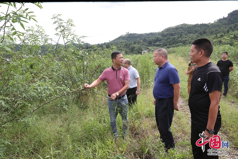 广安区：花椒种植遇难题   政协协商帮大忙