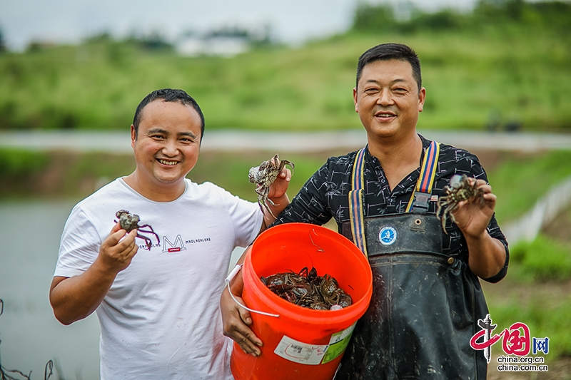 自贡沿滩：“蟹”逅初秋 膏满肉肥正当时 
