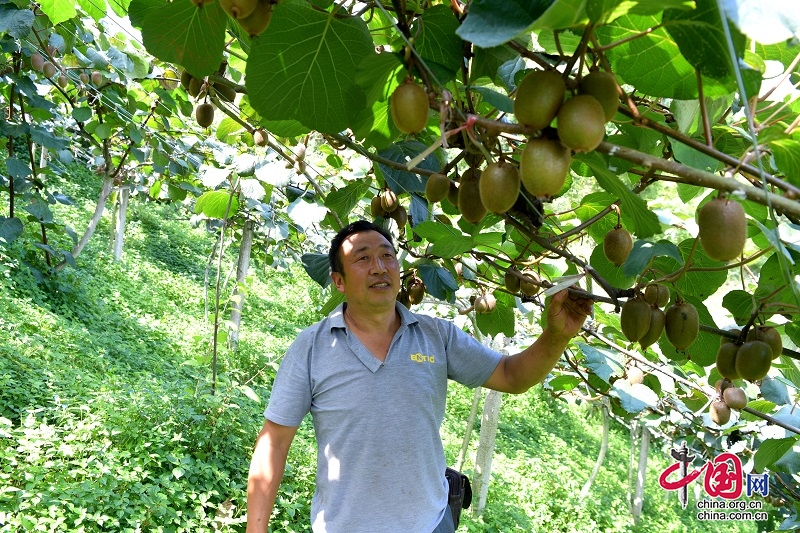 汶川：千畝獼猴桃成熟上市 “私人訂制”銷(xiāo)售走俏