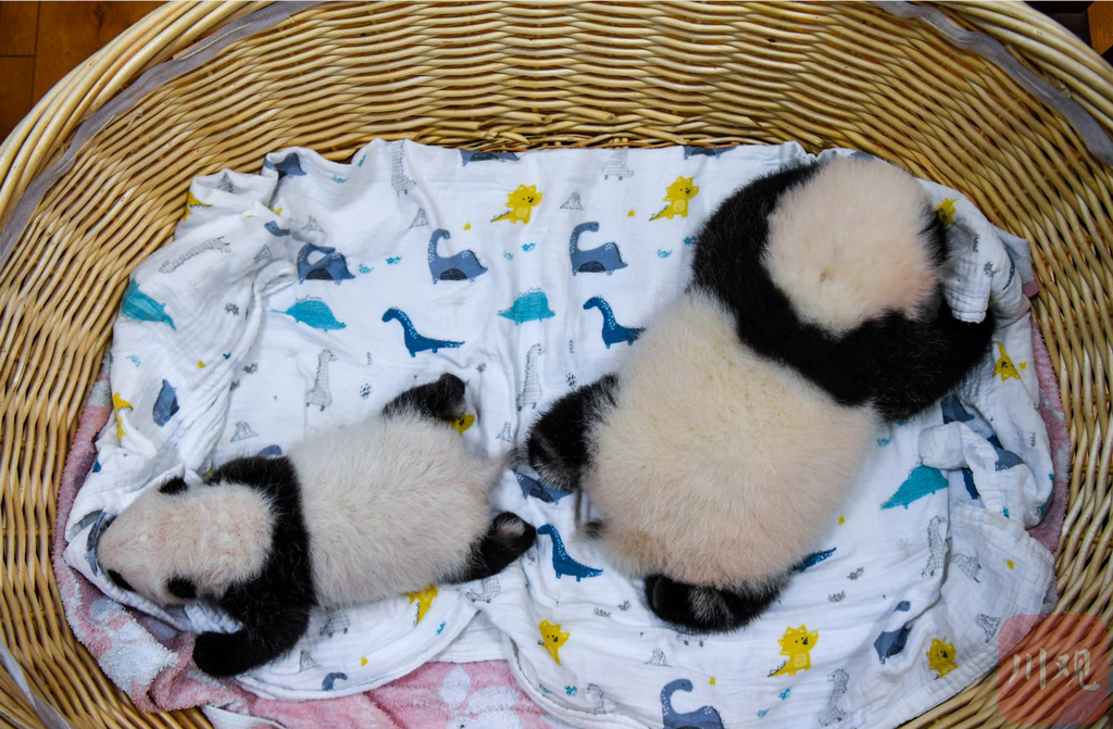 萌翻了!今年出生8只熊猫幼崽首次同框留影