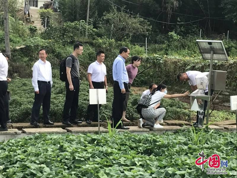 農(nóng)業(yè)農(nóng)村部領導調研犍為縣植保體系建設工作