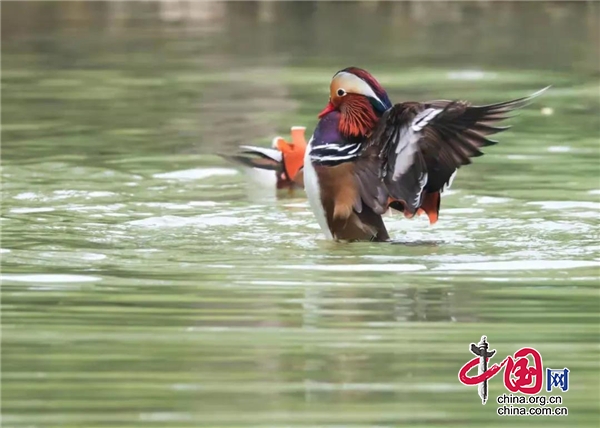 天全：國慶大假慈朗湖濕地公園珍惜野生鳥類受追捧