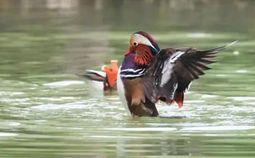 国庆大假 天全慈朗湖湿地公园珍惜野生鸟类受追捧