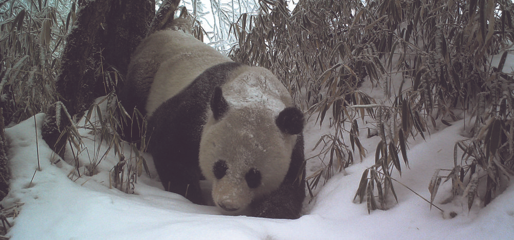 《中国的生物多样性保护》白皮书显示，大熊猫受威胁程度等级从“濒危”降为“易危” 从受威胁程度降级 看成都保护升级