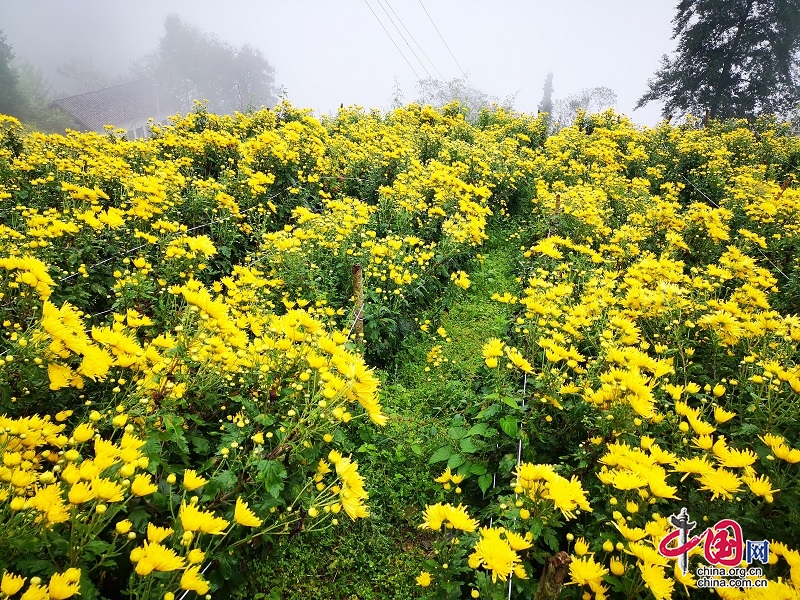 茂縣“羌皇菊”長(zhǎng)勢(shì)喜人 豐收在望