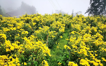 茂县“羌皇菊”长势喜人 丰收在望