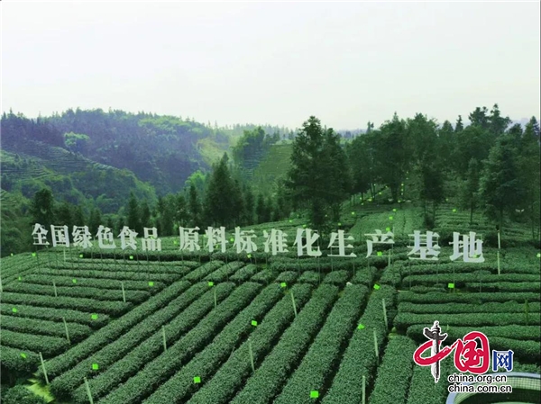 雨城區藏茶産業現代農業園：搞好社會化服務 促進園區煥發新活力