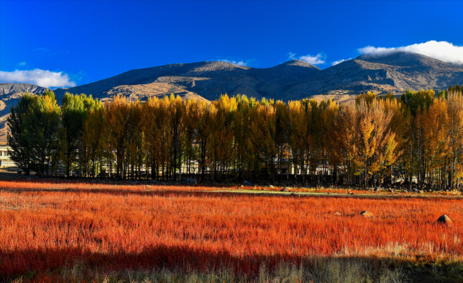 秋色起，稻城红草地带来高原最美色彩