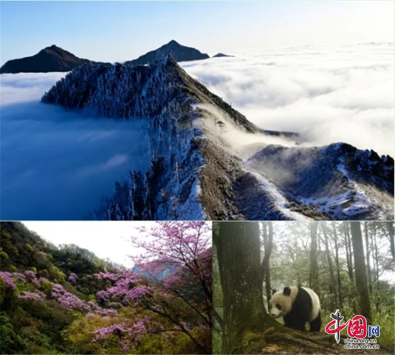 【聚焦生物多样性】四川青川唐家河—大熊猫国家公园生物多样性热点地区