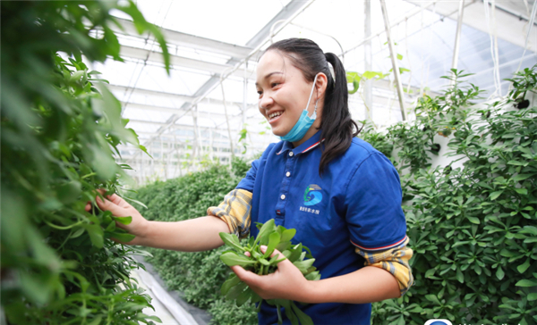 雅安：人工無土栽培 野菜“墻”上種