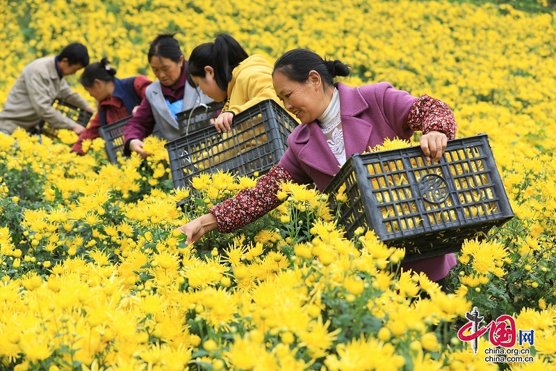 四川茂縣：種植金絲皇菊助農(nóng)增收