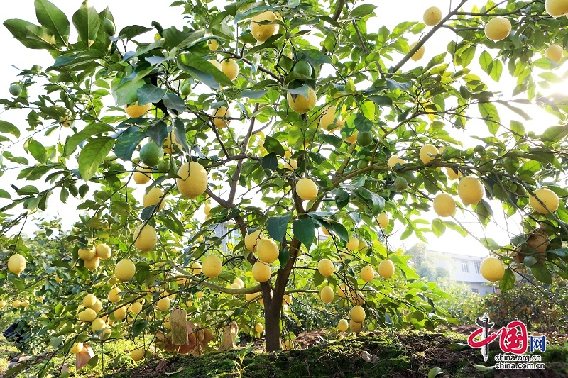 第三屆世界檸檬産業發展大會將在安岳舉行