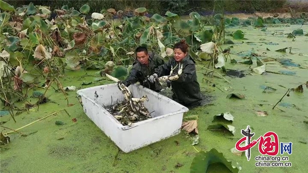 雨城区：昔日荒地变身家庭农场 藕鱼共肥谱写美好“钱”景