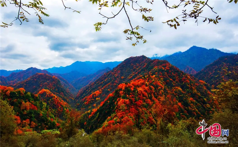 看萬山紅遍！青川唐家河第十一屆紅葉節10月27日開幕