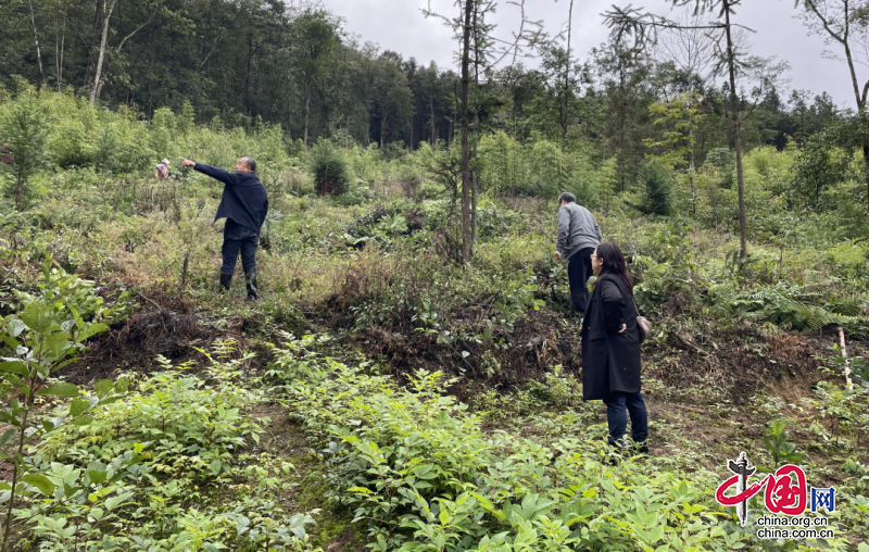 樂山市馬邊縣檢察院：補植復綠 正當其時