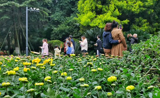 百年菊韵漫蓉城 成都市第五十九届菊花展开幕