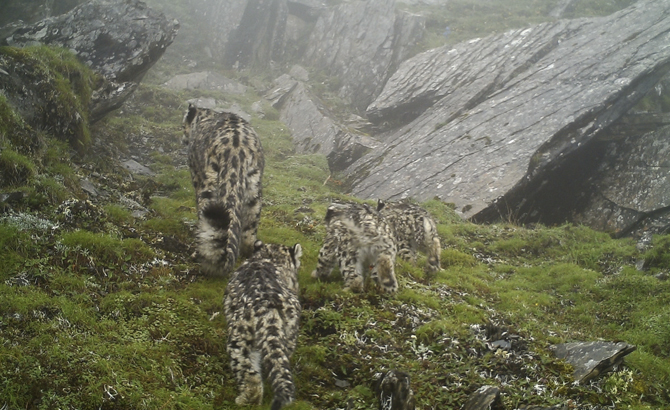 世界雪豹日丨全国雪豹密度最高的地区在四川卧龙！