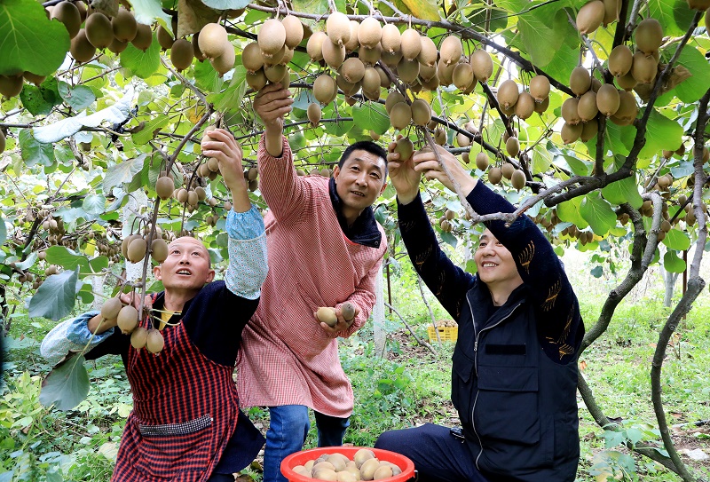 茂縣：晚熟獼猴桃成熟上市 村民增收致富忙