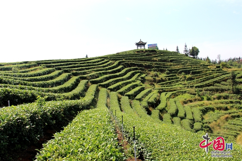 瀘州納溪：“數(shù)字+茶園”助推百億茶產(chǎn)業(yè)提檔升級