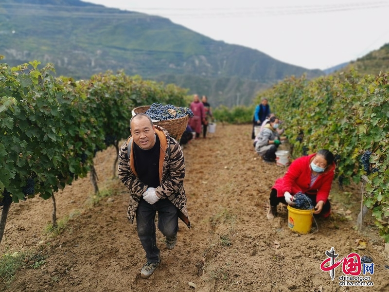 茂縣領(lǐng)地酒莊釀酒葡萄喜獲豐收