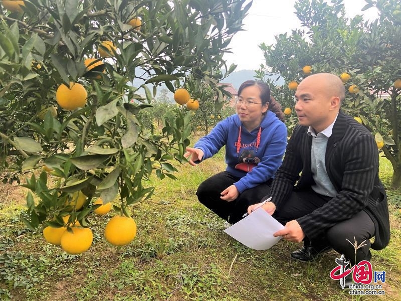 種植面積近2萬畝 思坡柑橘將打造公共品牌 
