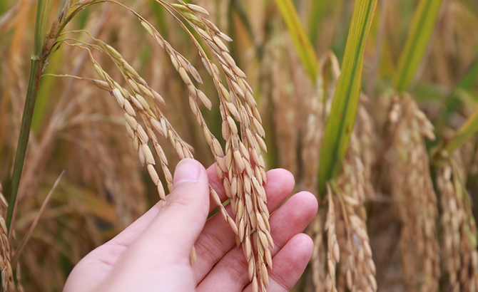 水稻亩产超1吨，四川这个地方实现“吨粮田”