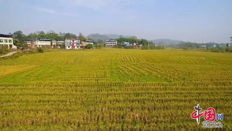 分享香甜的味道，岳池再生稻喜獲豐收！