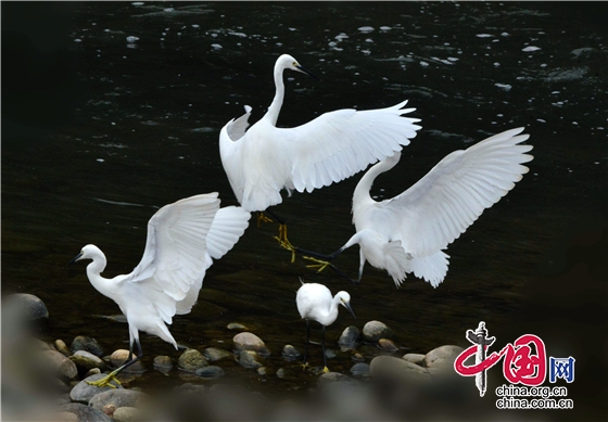 成都雙流公園城市里的“白鷺”歡歌