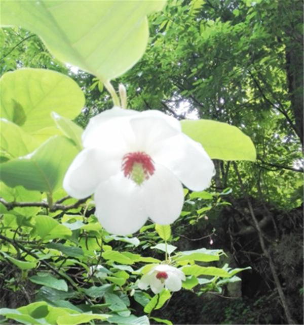 鲜花开遍了原野