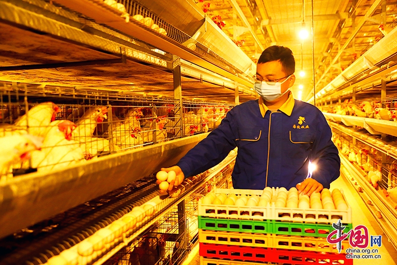 自贡市荣县乐德镇海牧智能化养鸡场提质增效