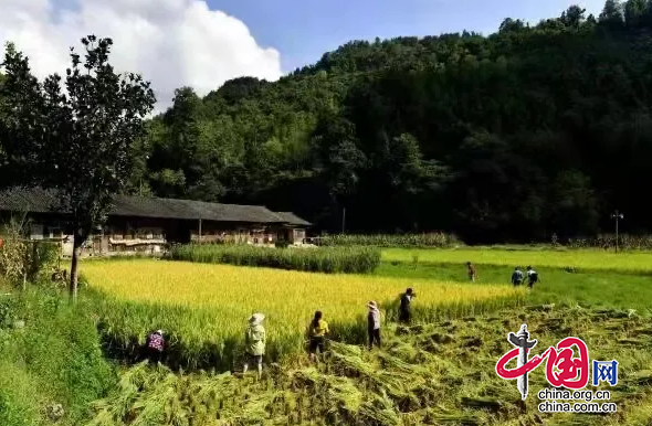 四川青川：貢米熟讓群眾“腰包足”