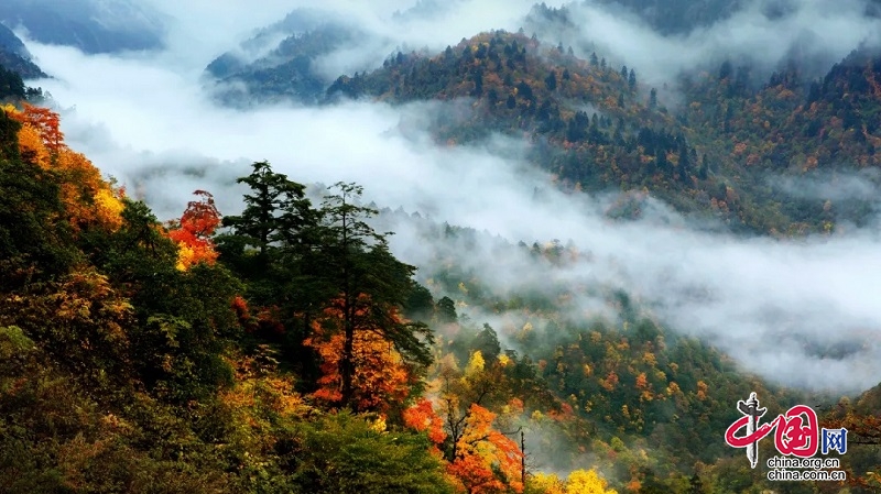 四川洪雅：瓦屋山的秋天 繽紛的童話世界