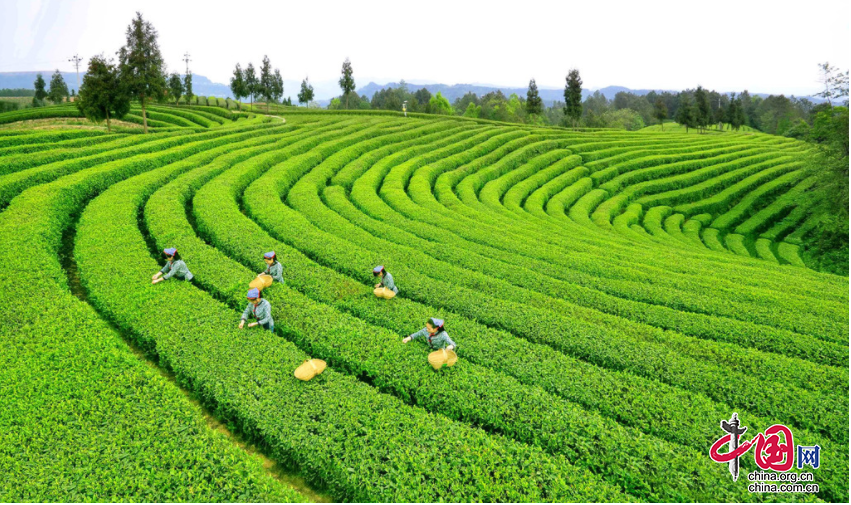 建成全国最大黄茶生产基地！四川旺苍黄茶茶园面积今年底将达41万亩(图1)